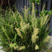 lomandra_cultivar