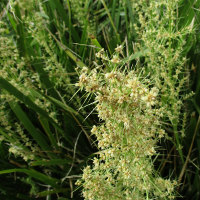 lomandra_cultivar