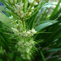 Lomandra hystrix