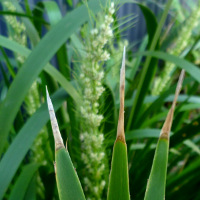 Lomandra hystrix