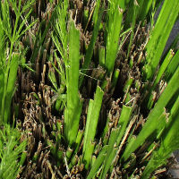 lomandra