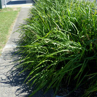 lomandra