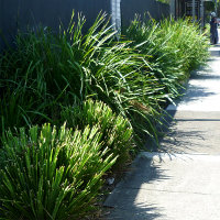 lomandra