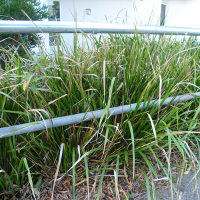 lomandra