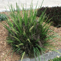 lomandra