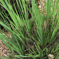 lomandra