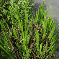 lomandra