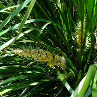 Lomandra longifolia