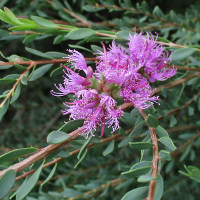 Melaleuca thymifolia