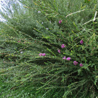 Melaleuca thymifolia