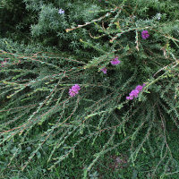 Melaleuca thymifolia