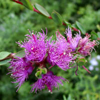 Melaleuca thymifolia