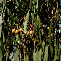 unidentified mistletoe