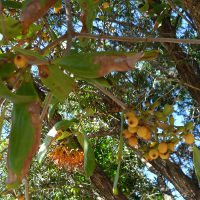 unidentified mistletoe