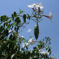 Pandorea jasminoides