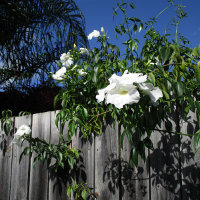 Pandorea jasminoides white