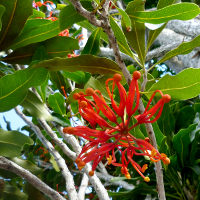 Stenocarpus sinuatus