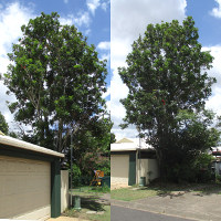 Stenocarpus sinuatus