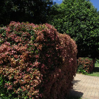 Syzygium luehmannii