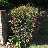 Syzygium luehmannii