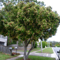 Syzygium luehmannii