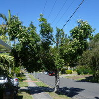 Syzygium luehmannii