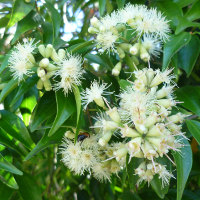 Syzygium luehmannii