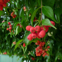 Syzygium luehmannii