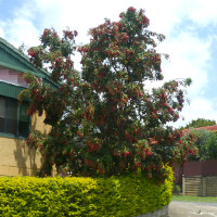 Syzygium luehmannii