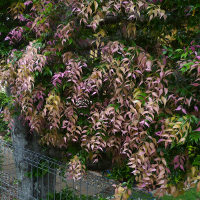 Syzygium luehmannii