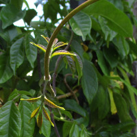 Fraser Island Creeper Tecomanthe hillii