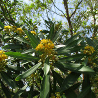 Tristaniopsis laurina