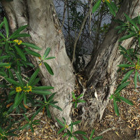 Tristaniopsis laurina