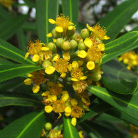 Tristaniopsis laurina