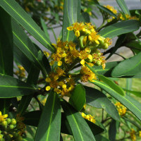 Tristaniopsis laurina