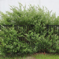 westringia