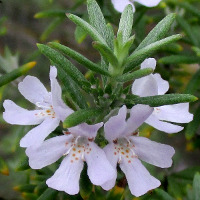 westringia