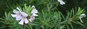 westringia tab