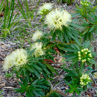 Xanthostemon verticillatus