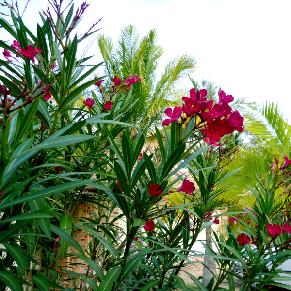 Oleander Doctor Golfin