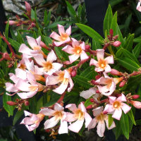 Oleander Petite Salmon