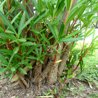 Various approaches and results of oleander pruning