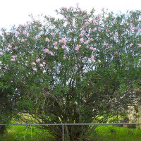 Various approaches and results of oleander pruning