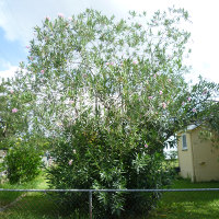 Various approaches and results of oleander pruning