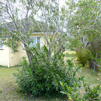 Various approaches and results of oleander pruning