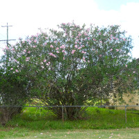 Oleander punctatum