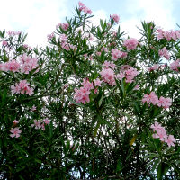 Oleander punctatum