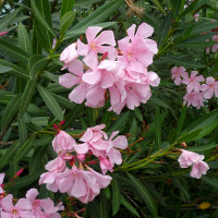 Oleander punctatum