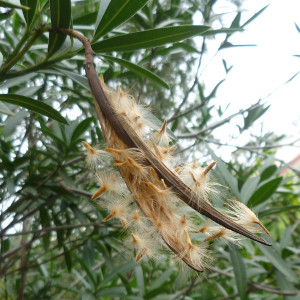 Oleander seedpod