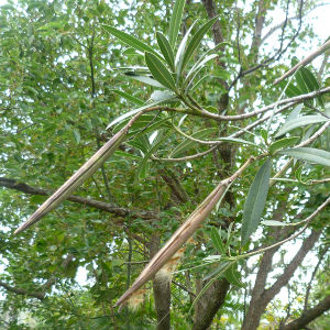 Oleander seedpods
